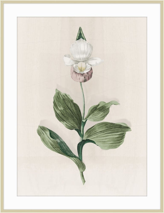Orchid