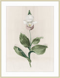 Orchid
