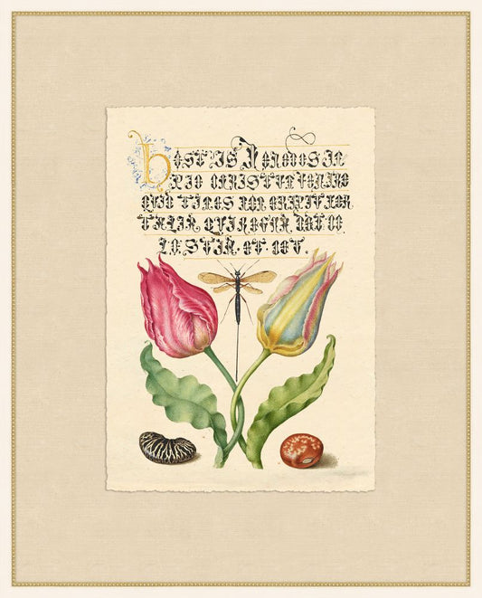 Caligraphy and Flowers IV Hoefnagel,1592