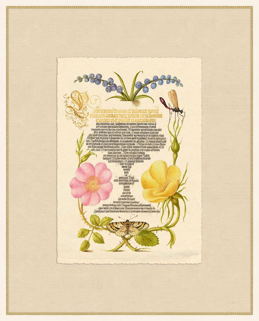 Caligraphy and Flowers VII  Hoefnagel,1592