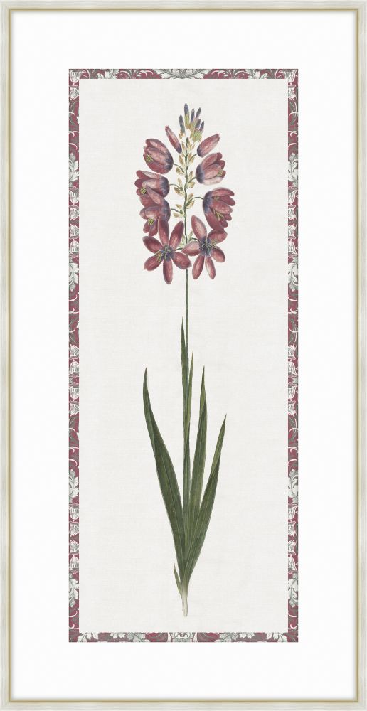 Ixia Maroon