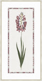 Ixia Maroon