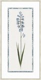 Ixia Blue