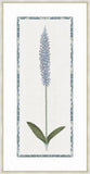 Lachenalia Mediana Blue