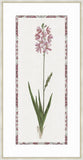 Ixia Pink Purple