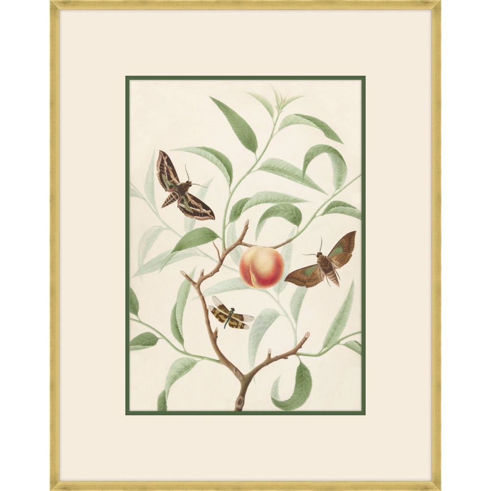 Peach on a branch with two butterflies