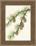 Walcott Pine I