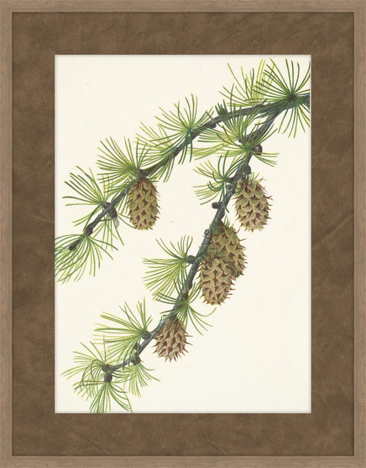 Walcott Pine I