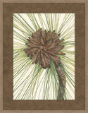 Walcott Pine II