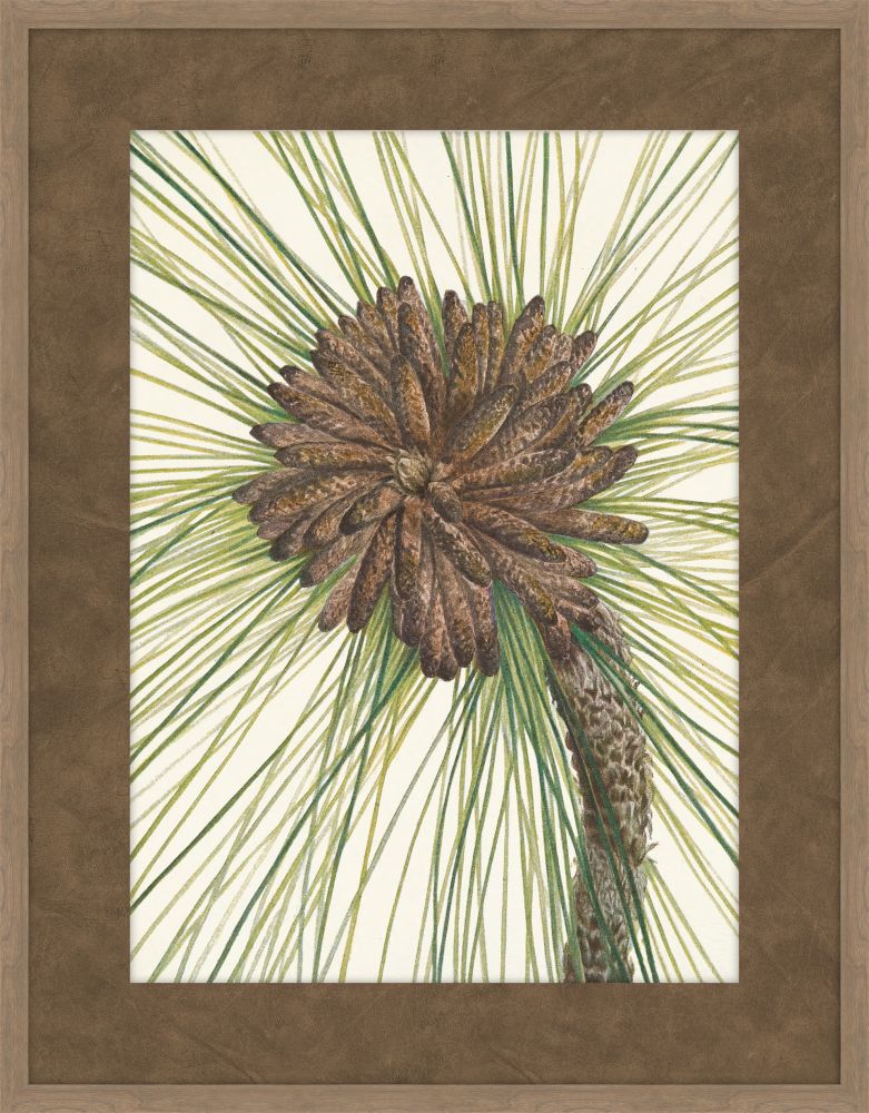 Walcott Pine II