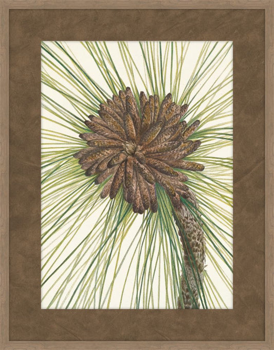 Walcott Pine II