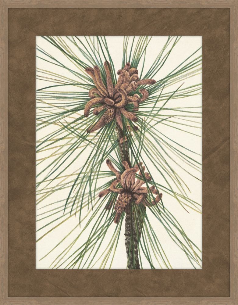 Walcott Pine III