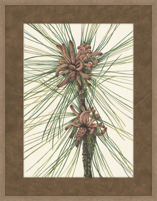 Walcott Pine III