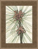 Walcott Pine III