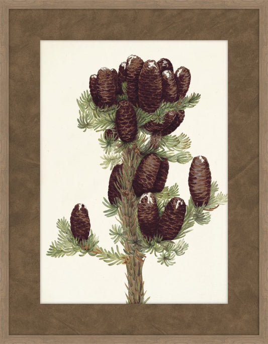 Walcott Pine IV