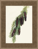 Walcott Pine V