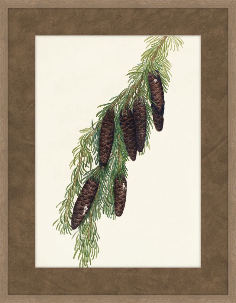 Walcott Pine V