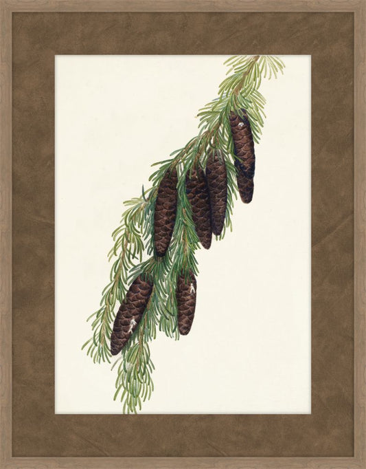 Walcott Pine V