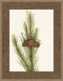 Walcott Pine VI