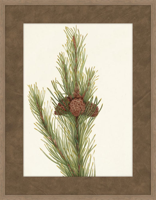 Walcott Pine VI
