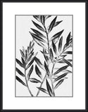 Inky Fern in Black II