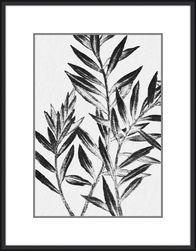 Inky Fern in Black II