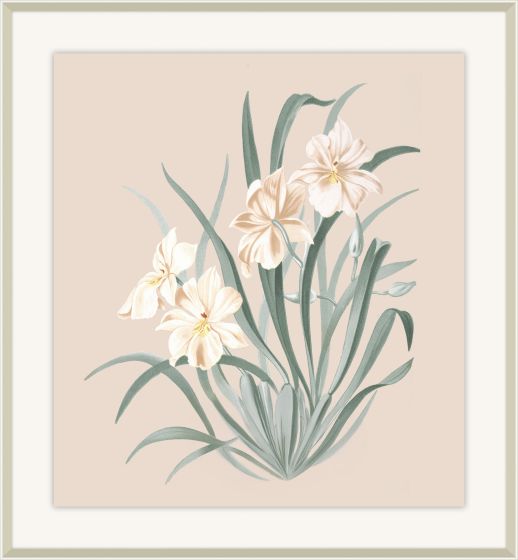 Beautiful Orchid II
