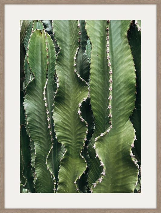 Cactus Study I I