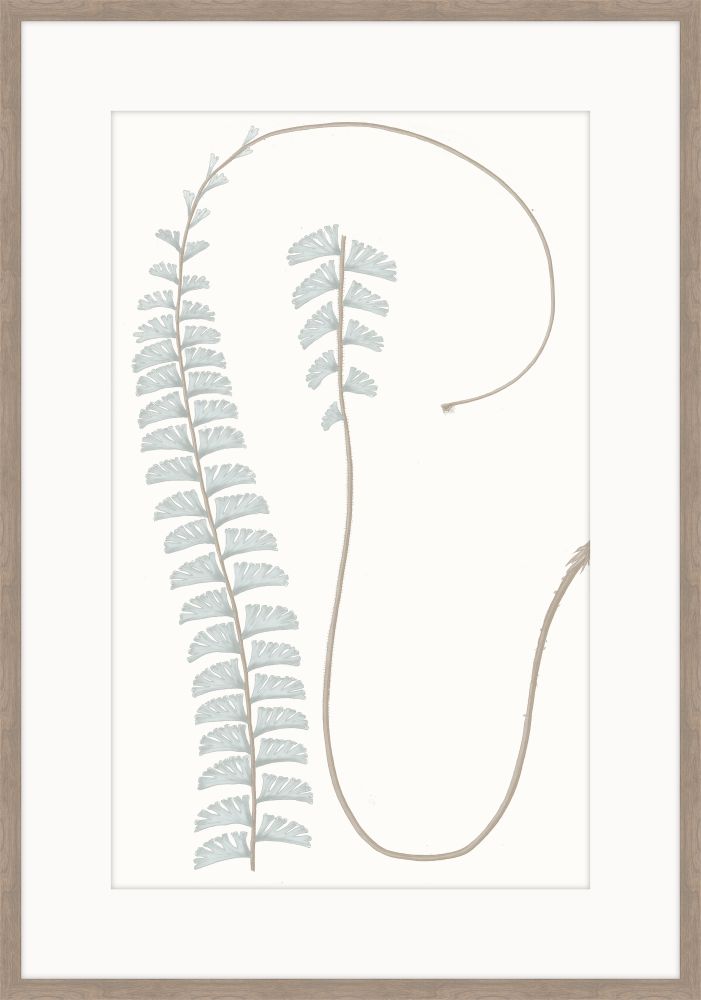 Adiantum Blue I