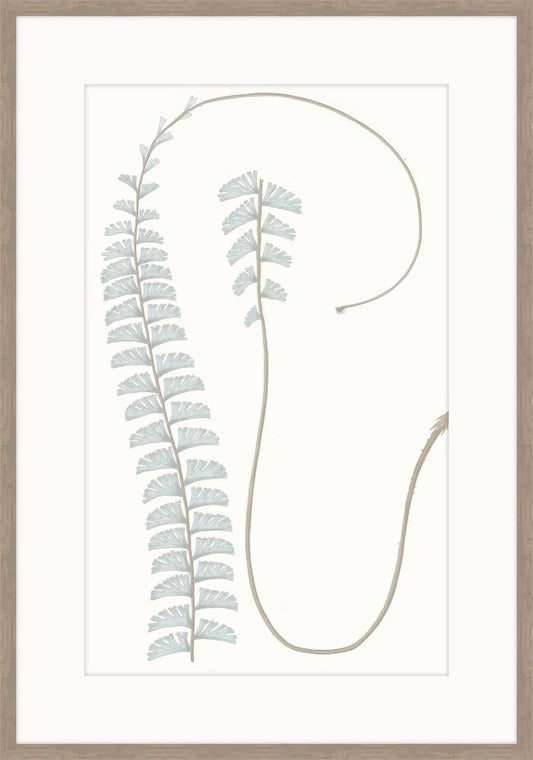 Adiantum Blue I