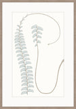 Adiantum Blue I