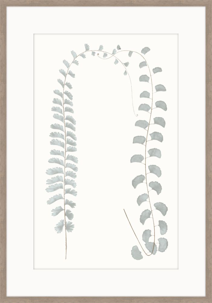 Adiantum Blue II