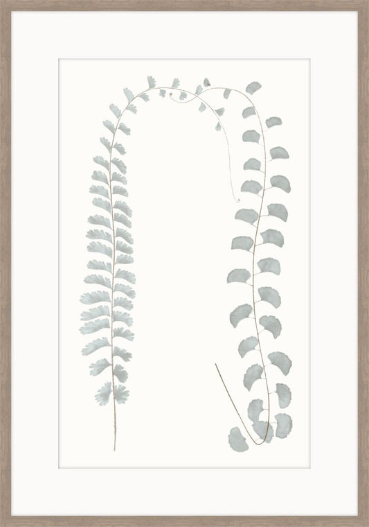 Adiantum Blue II