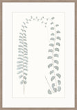 Adiantum Blue II