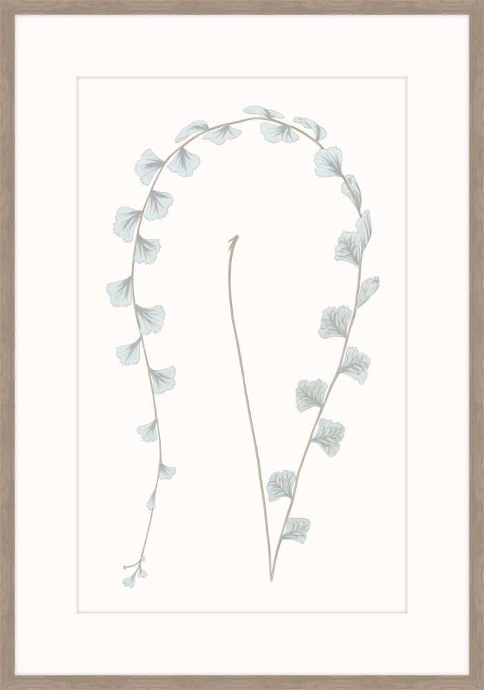 Adiantum Blue III