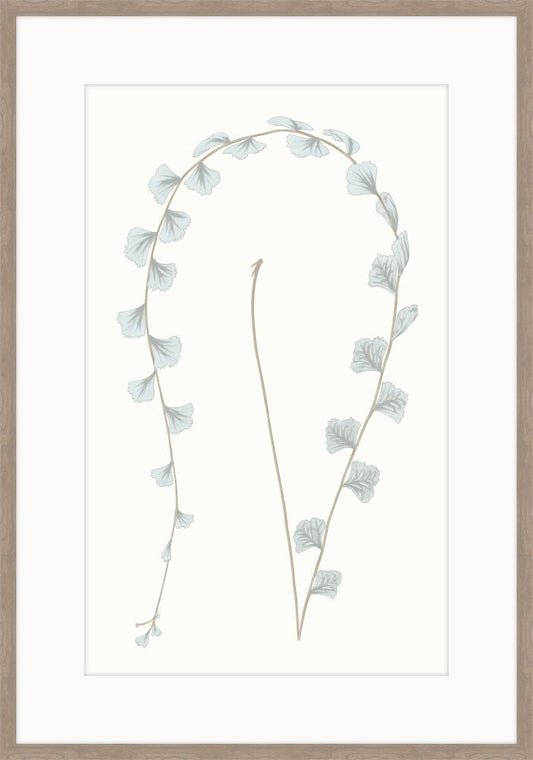 Adiantum Blue III