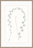 Adiantum Blue III