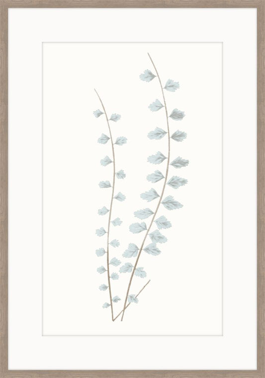 Adiantum Blue IV