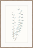 Adiantum Blue IV