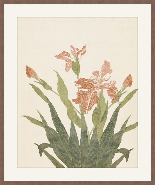 Coral Irises II