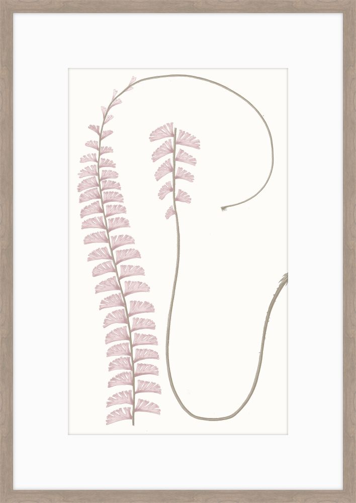 Adiantum Dusk I
