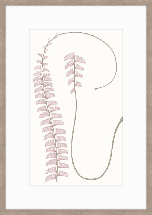 Adiantum Dusk I