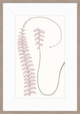 Adiantum Dusk I