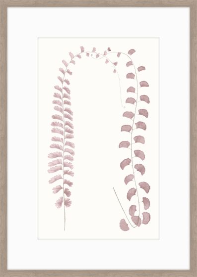 Adiantum Dusk II