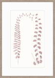Adiantum Dusk II