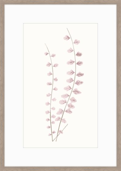 Adiantum Dusk IV