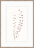 Adiantum Dusk IV