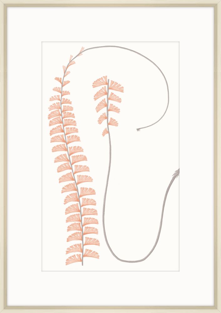 Adiantum Coral I