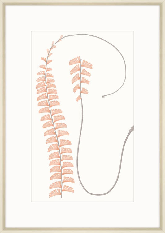 Adiantum Coral I
