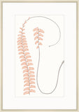 Adiantum Coral I